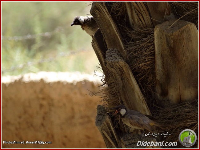 parande-didebani-09