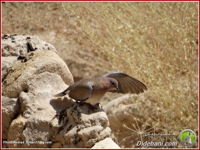 parande-didebani-10