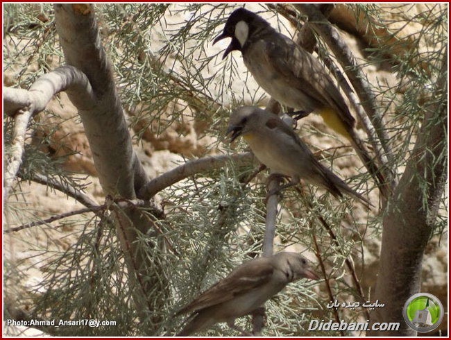 parande-didebani-20