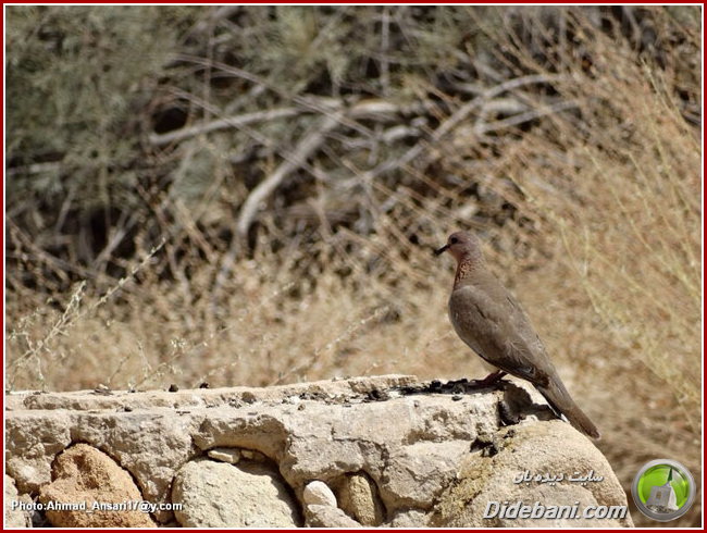 parande-didebani-23