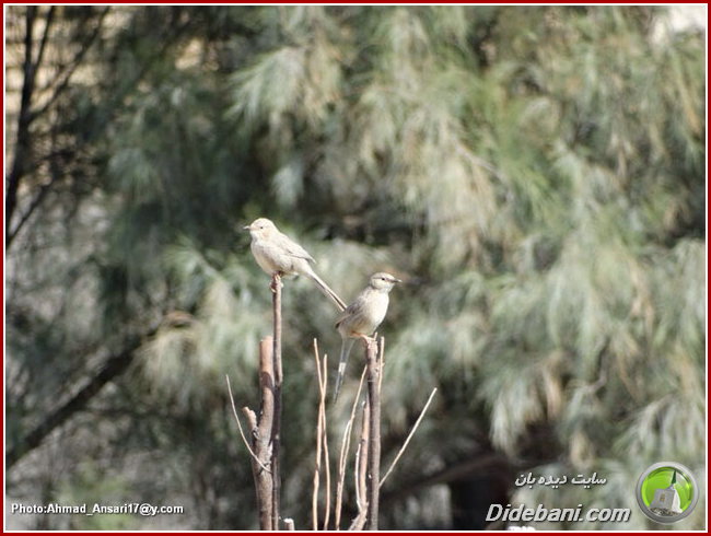 parande-didebani-24