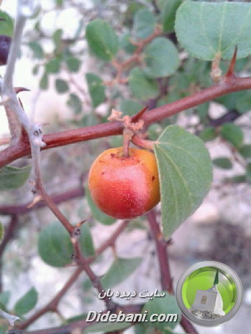 عکس هایی زیبا از طبیعت دیده بان ارسالی از سجاد رسولی