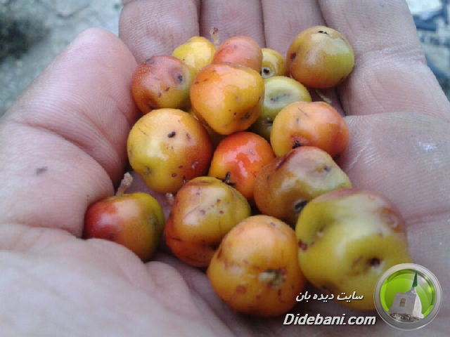 عکس هایی زیبا از طبیعت دیده بان ارسالی از سجاد رسولی